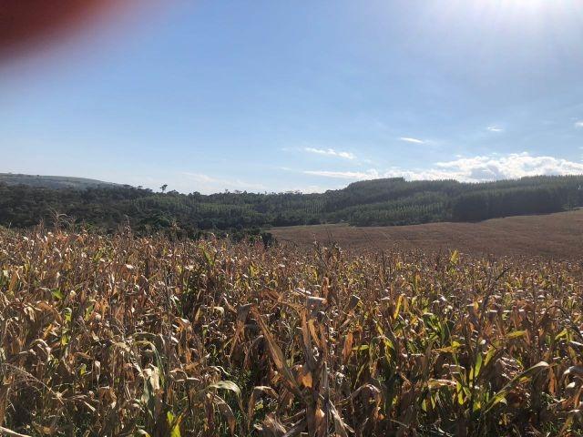 Fazenda, 2 hectares - Foto 10
