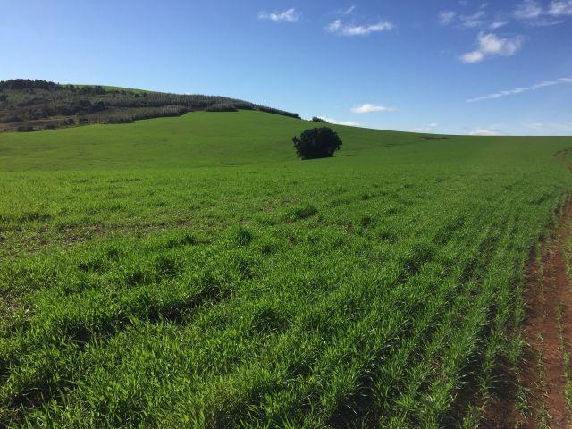 Fazenda, 2 hectares - Foto 4