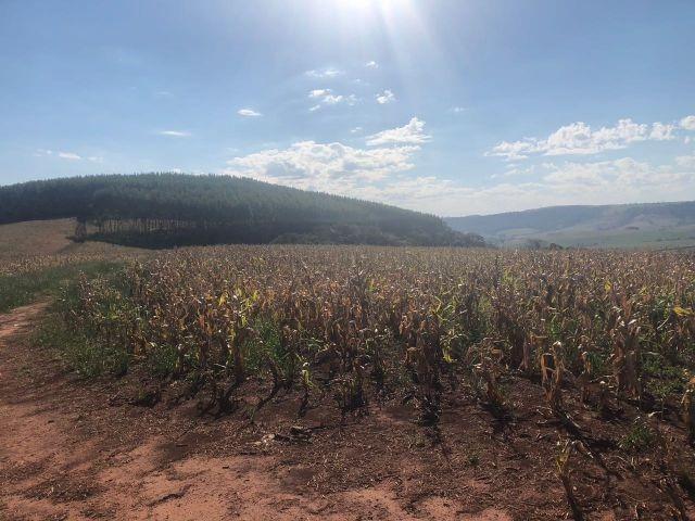 Fazenda, 2 hectares - Foto 11